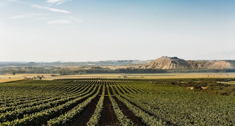 Ervaring met olijfoliemolen en bezoek aan een wijnmakerij in Navarra